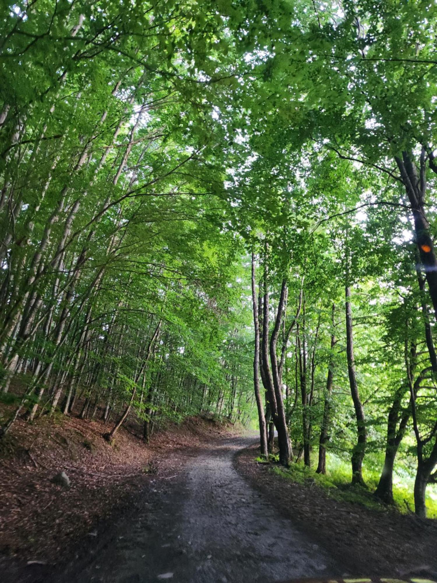 Cabana Valea Bradului Nucşoara Esterno foto